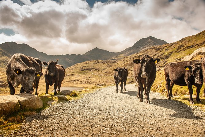 5-Day Discover Wales Small-Group Tour from London - The guide factor: why the stories can make the stops stick