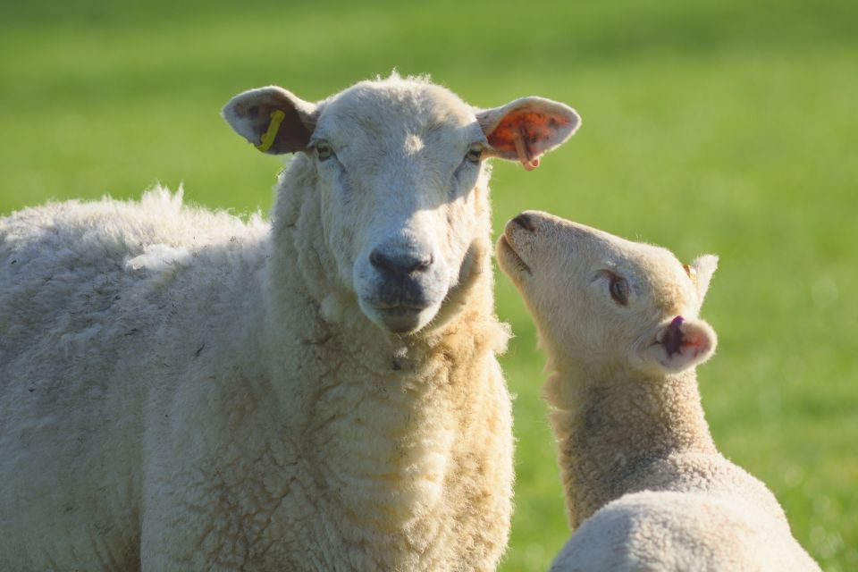From London: Full-Day Cotswolds Small-Group Tour - Key things that make this tour worth your time