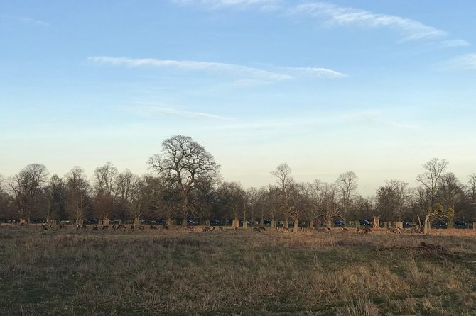 Hampton Court Palace Grounds Bike Tour - Bushy Park and Henry VIII deer: the green break that makes the ride worth it