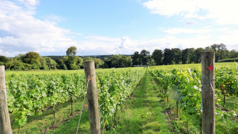 London: Full-Day English Wine Tour with Lunch - Key highlights worth your attention