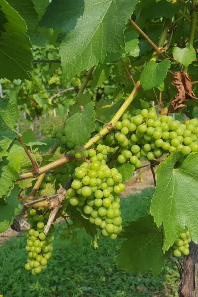 London: Full-Day English Wine Tour with Lunch - The ride out of London: mini-bus comfort and countryside views