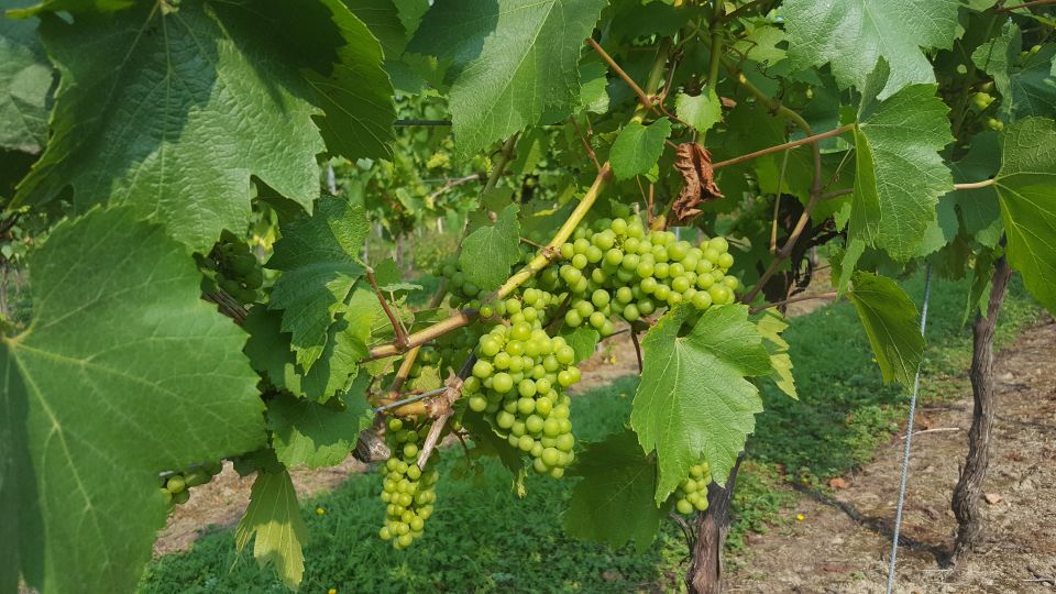 London: Full-Day English Wine Tour with Lunch - Price and value: what $202 covers (and what doesn’t)