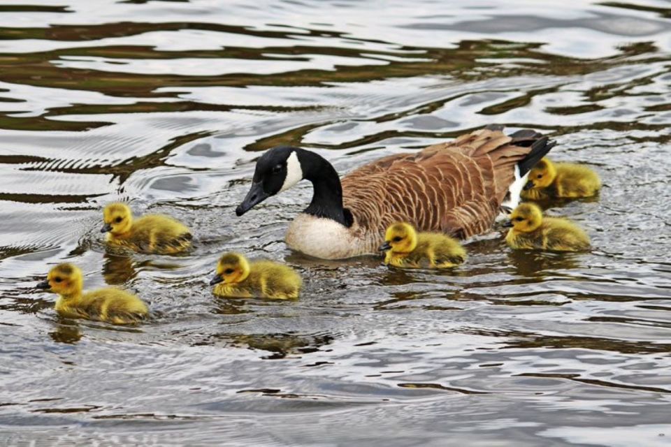 London: Hampton Court to Richmond River Thames Cruise - The quiet stretch of Thames: wildlife and riverside homes you’ll actually notice
