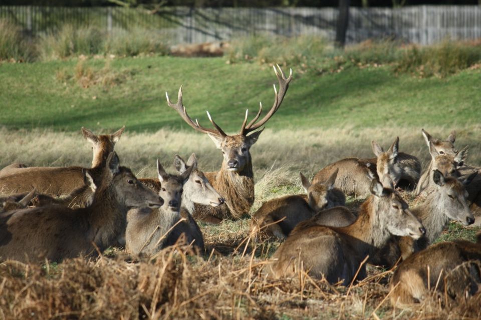 London: Royal Deer Park Bike Tour - Full-day upgrade: ferry to Twickenham and an ending with proper English tea