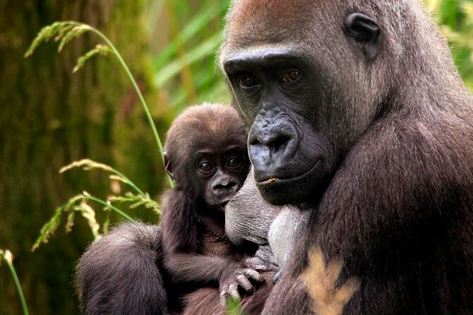 London Zoo Entry Ticket - Gorilla Kingdom: A Classic Zoo Moment (Plan Around the Walk)