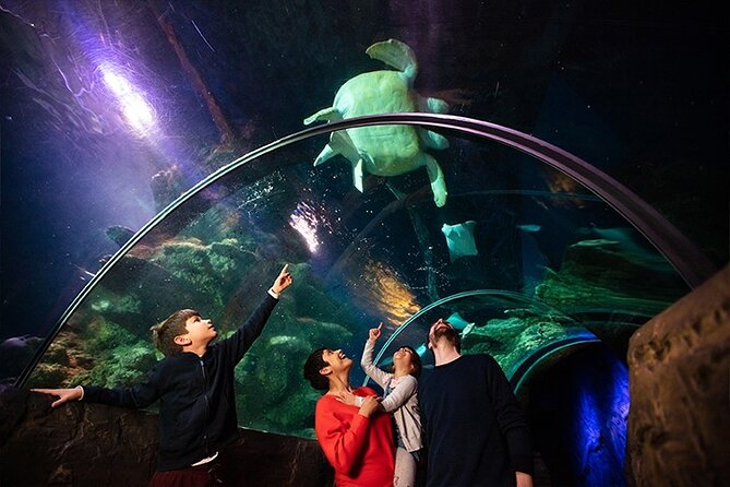 SEA LIFE London Aquarium Admission Ticket - How the Experience Feels in Real Life: Crowds, Heat, and Practical Comfort