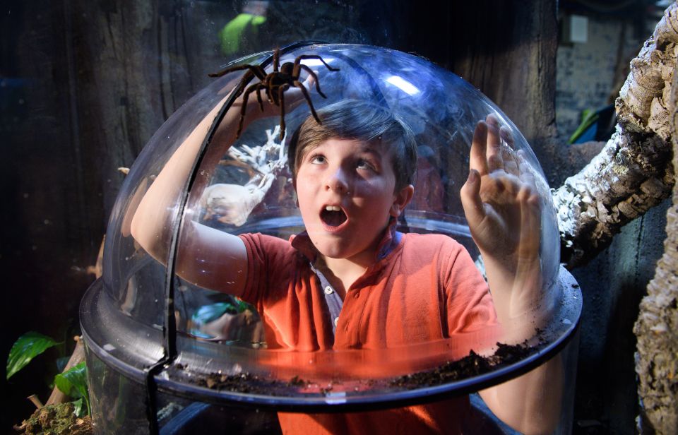 SEA LIFE London & DreamWorks Shrek's Adventure: Combo Ticket - Meet Shrek and Donkey, then follow the story beats