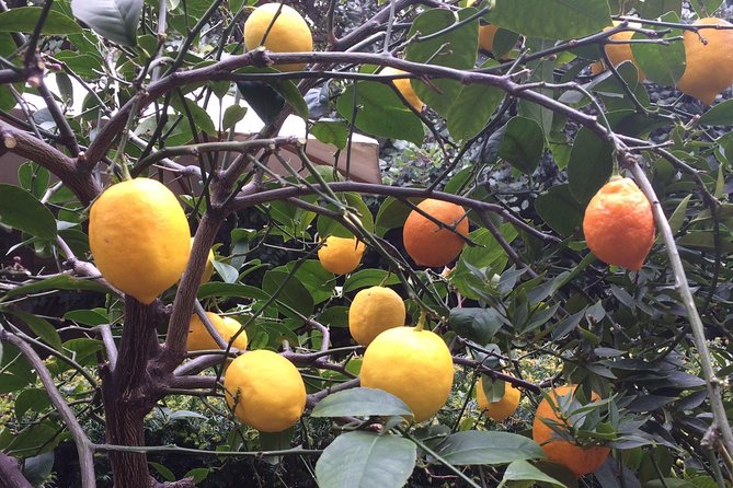 Secret Gardens of London Private Tour - How This Private London Garden Tour Works (and where it lands you)
