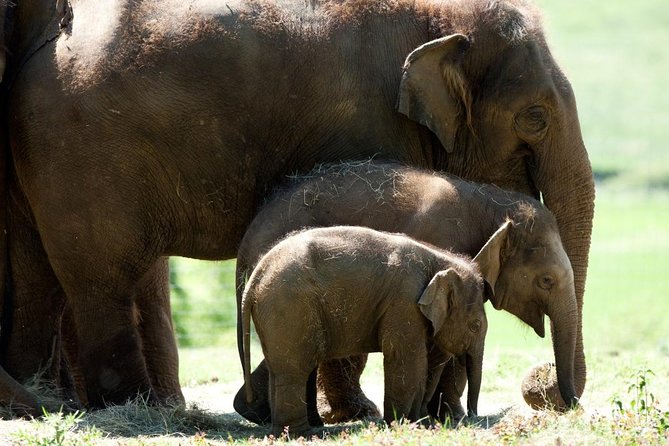 Whipsnade Zoo Entry Ticket - Key reasons this ticket is worth your time
