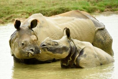 Whipsnade Zoo Entry Ticket - How long you need: 3 to 5 hours, plus closing cutoffs