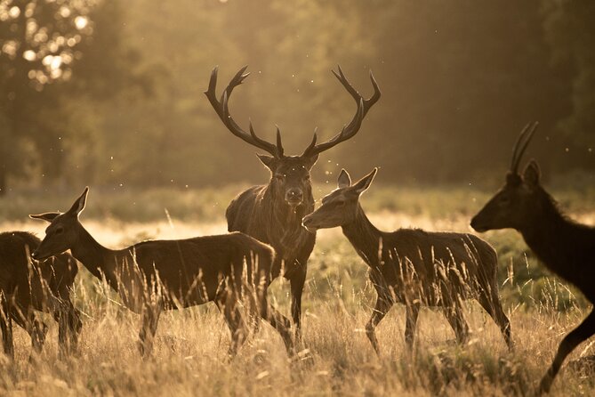 Wildlife Photography Workshop in Richmond Park in London - Richmond Park in London: wildlife without the long trip