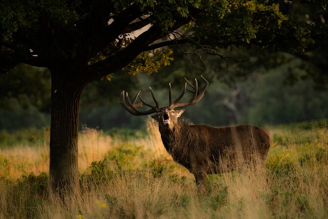 Wildlife Photography Workshop in Richmond Park in London - Deer, birds, and the park’s best photo backdrops