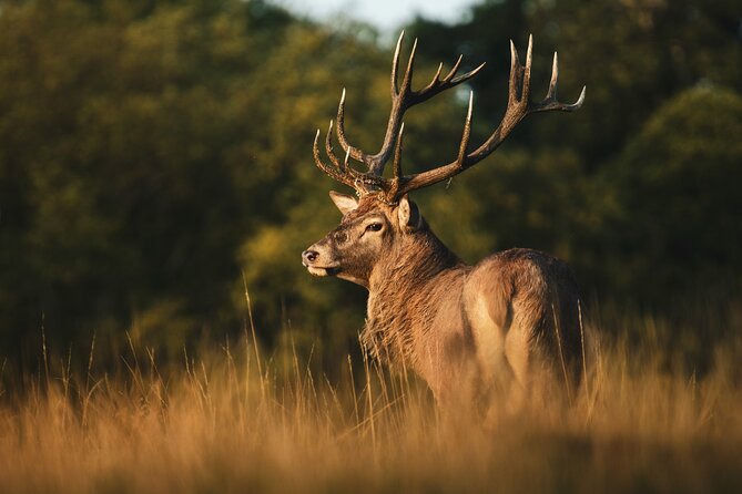 Wildlife Photography Workshop in Richmond Park in London - Coaching that goes beyond settings: composition and the way you think