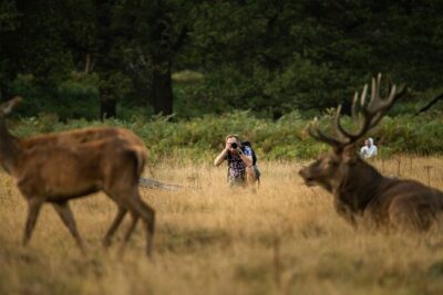 Wildlife Photography Workshop in Richmond Park in London - Why the evening session matters for your photos