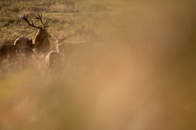Wildlife Photography Workshop in Richmond Park in London - What happens during the 3-hour flow at Richmond Park