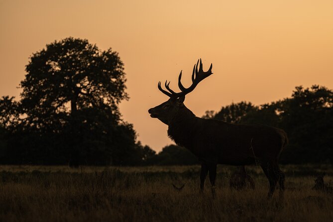Wildlife Photography Workshop in Richmond Park in London - Price and value: is $161.56 a good deal for 3 hours?