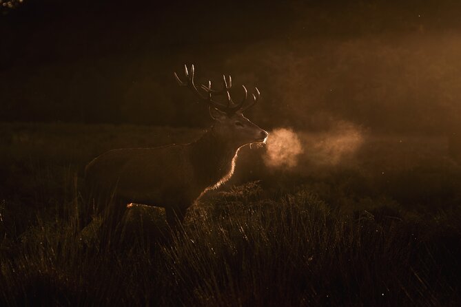 Wildlife Photography Workshop in Richmond Park in London - Who should book this workshop (and who might not love it)