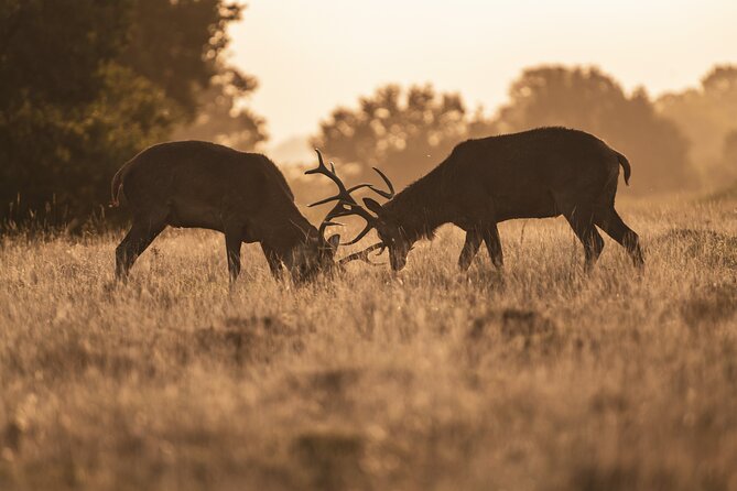 Wildlife Photography Workshop in Richmond Park in London - Quick practical tips for making the session work
