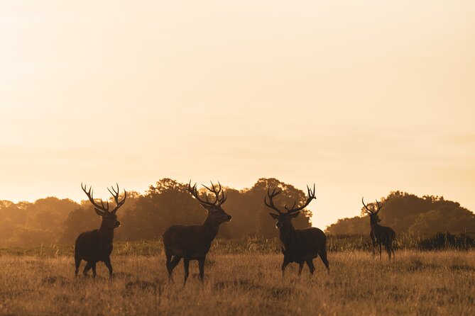 Wildlife Photography Workshop in Richmond Park in London - Should you book Wildlife Photography Workshop in Richmond Park?