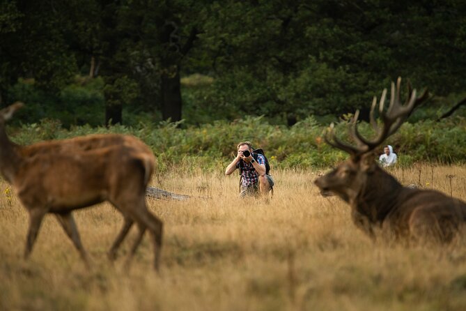 Wildlife Photography Workshop in Richmond Park in London - Why the evening session matters for your photos